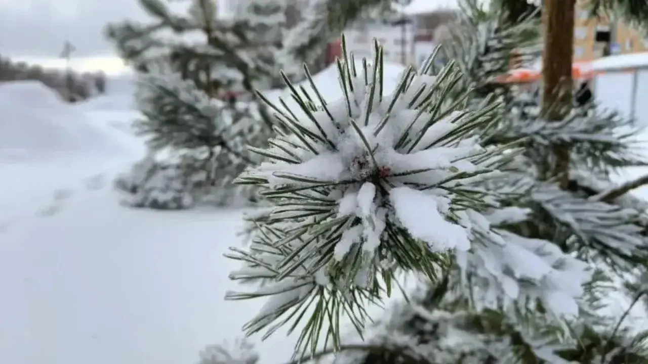 30 январь куни қандай об-ҳаво бўлади?