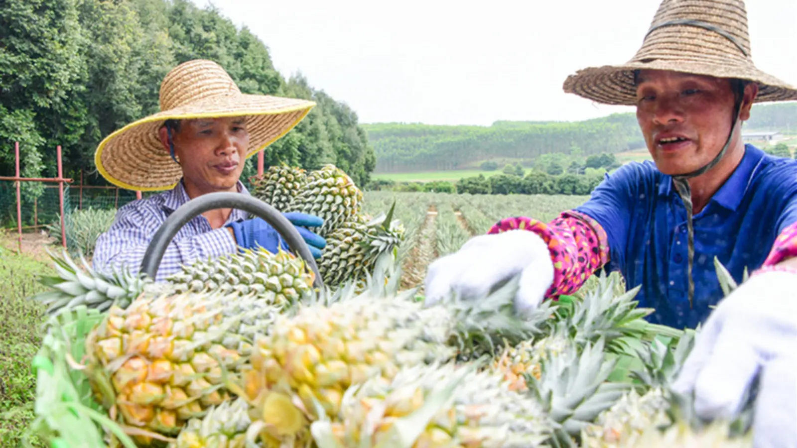 Хитой мандарини ва ананасига Ўзбекистонда вақтинча тақиқ киритилди