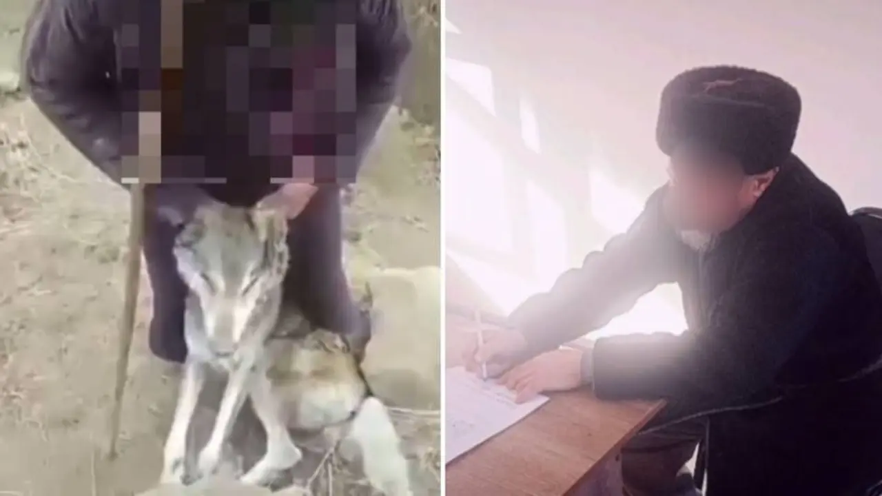 Он спас своих овец от волка, но защитники окружающей среды наложили на него штраф