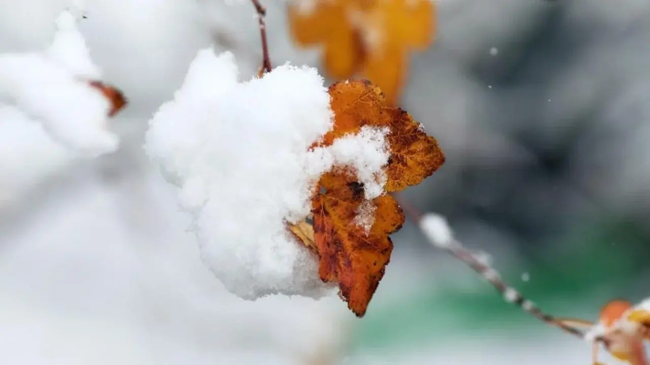 What will the weather be like in February?