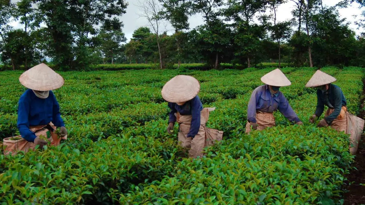Dunyoda eng ko‘p choy ishlab chiqaradigan mamlakatlar ma’lum bo‘ldi