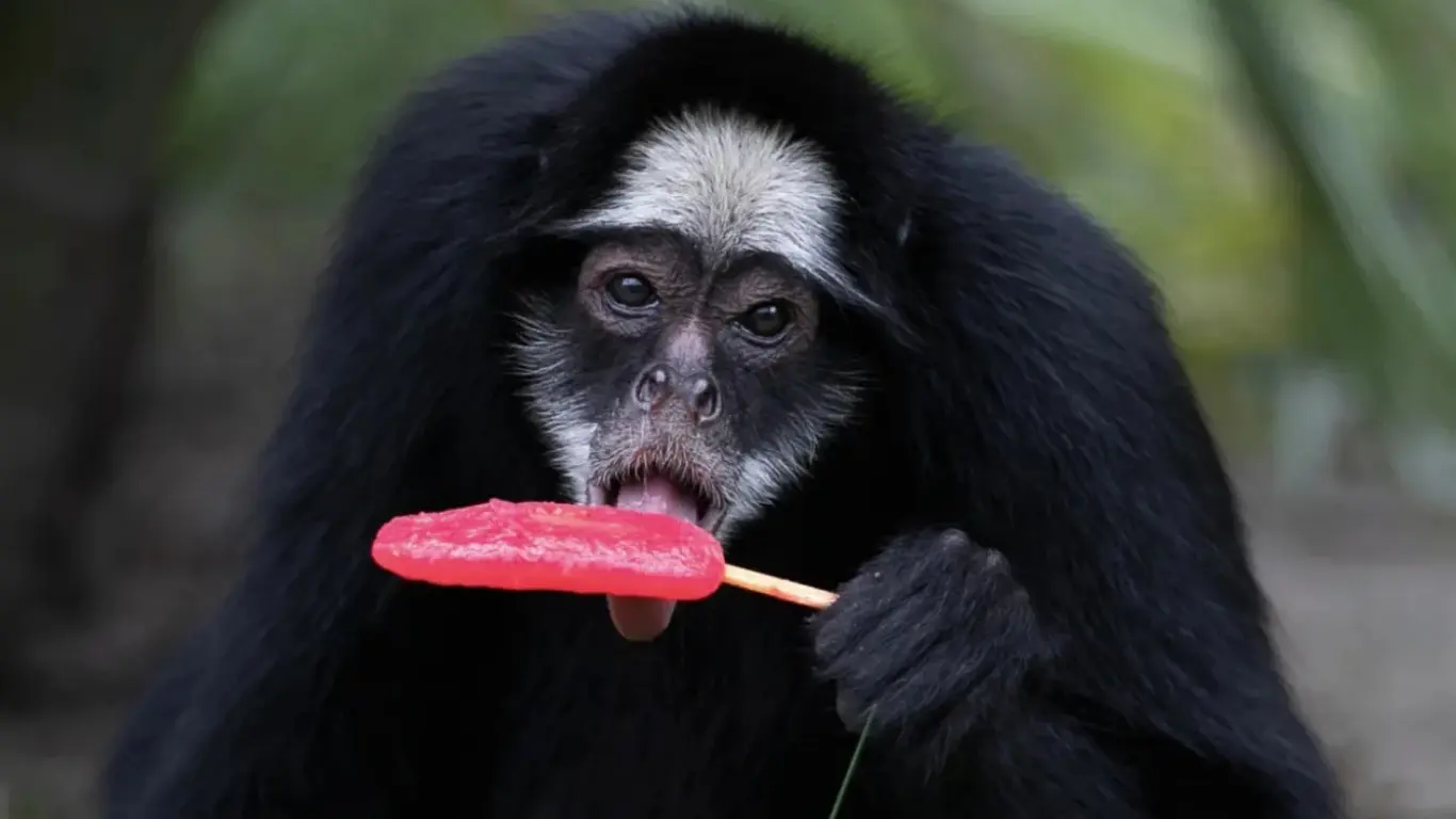 Бразилия ҳайвонот боғида аномал иссиқ пайтида ҳайвонлар мевали муз билан меҳмон қилинди