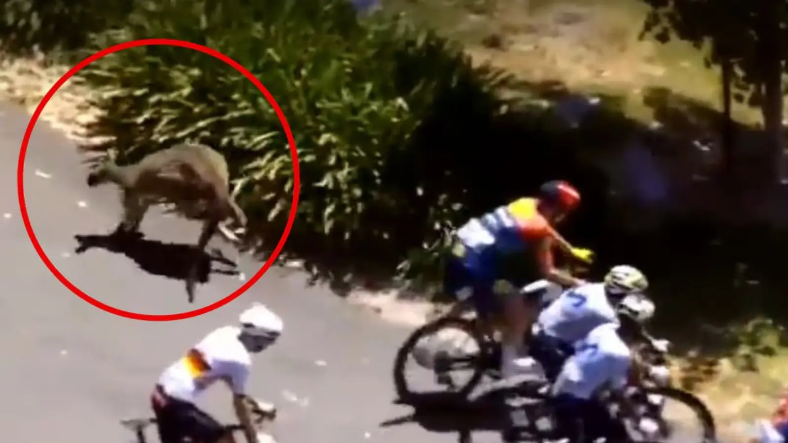 Австралияда велопойгада кенгурулар: ажабланарли воқеа (видео)