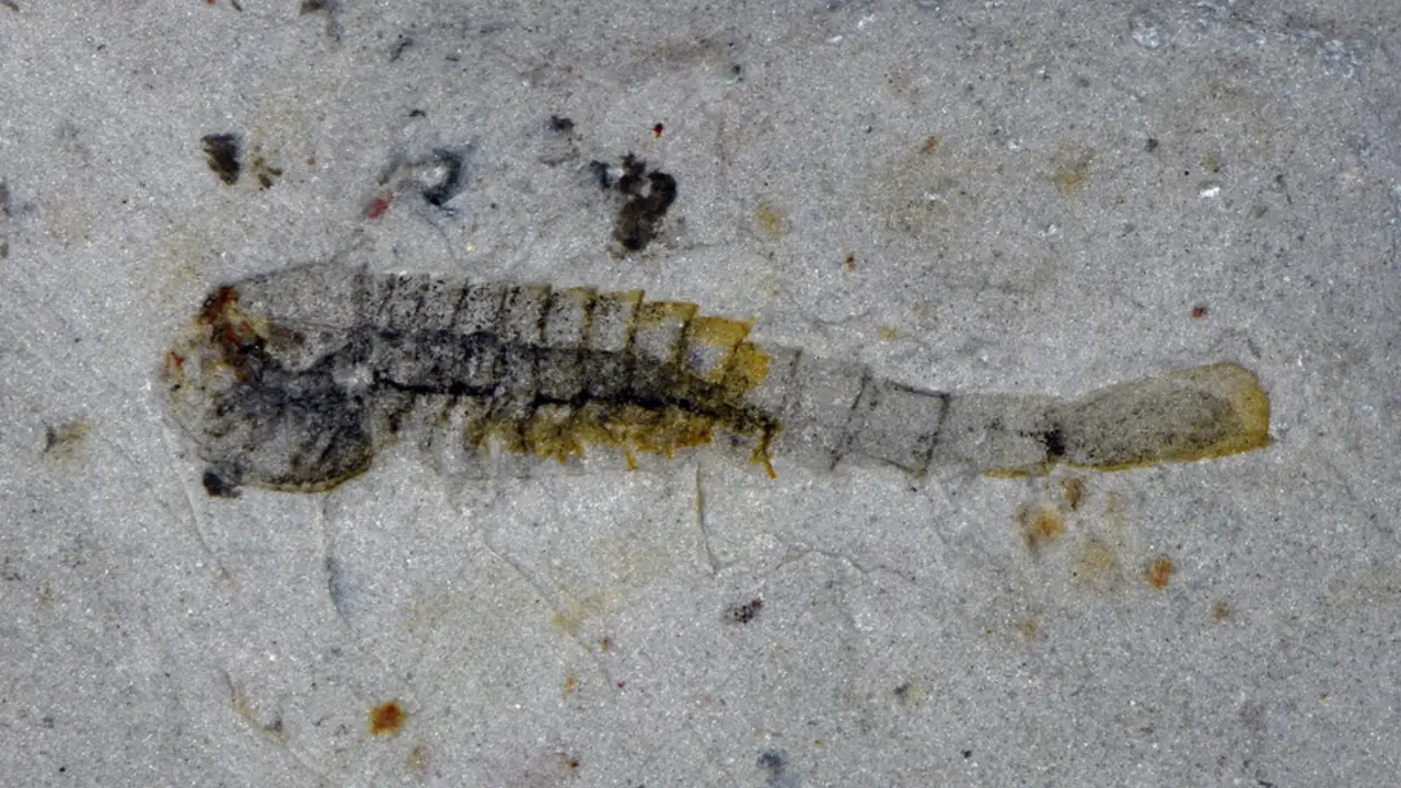 Xitoyning Hunan qazilmalaridan fan bilmagan 91 jonzot turi chiqdi