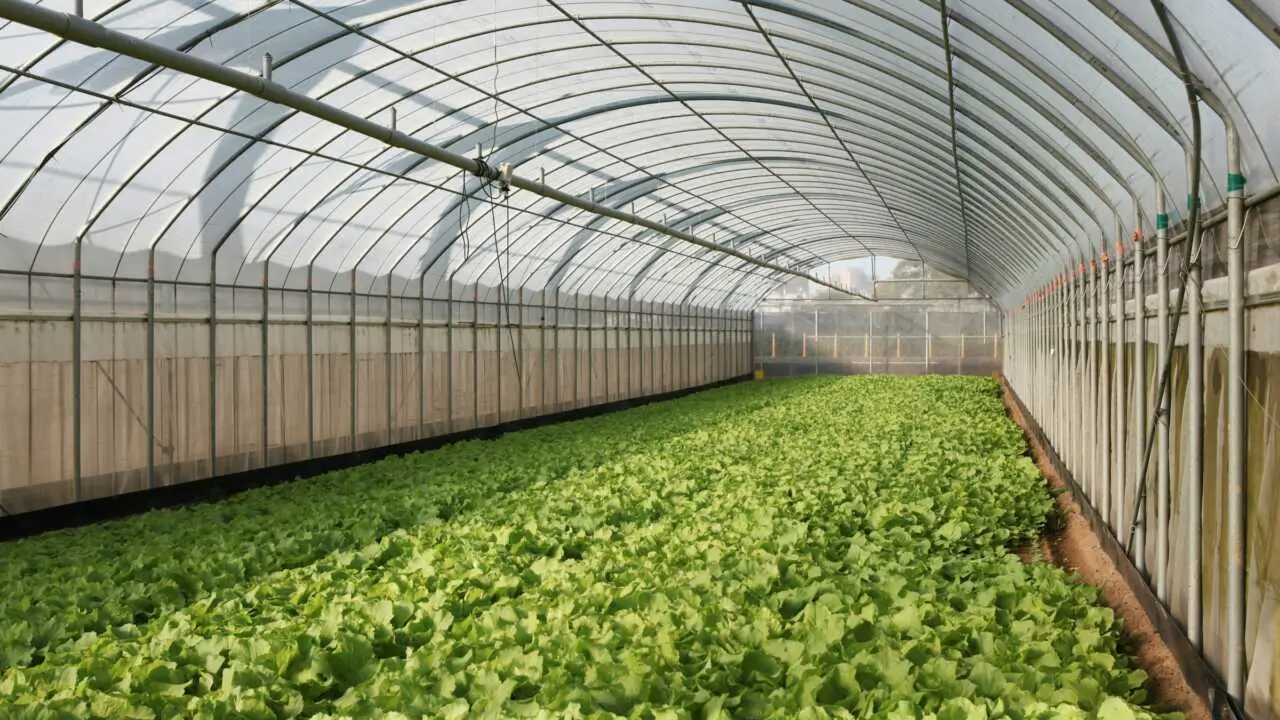 Ўзбекистонда иссиқхона тармоғини ривожлантириш учун лойиҳа офиси ишга туширилади