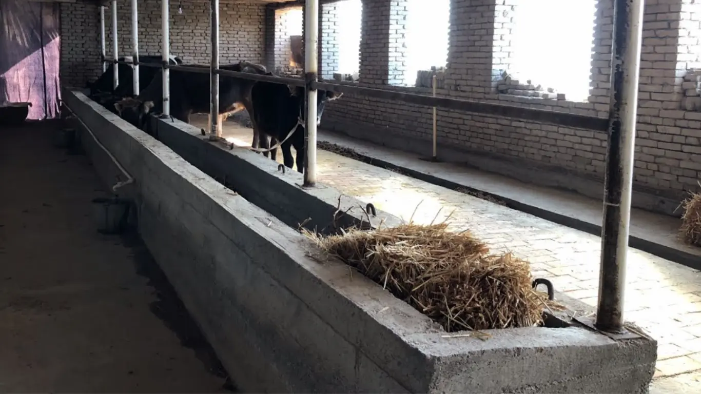 Намангандa алиментдан қочган ота молхонада қўлга олинди