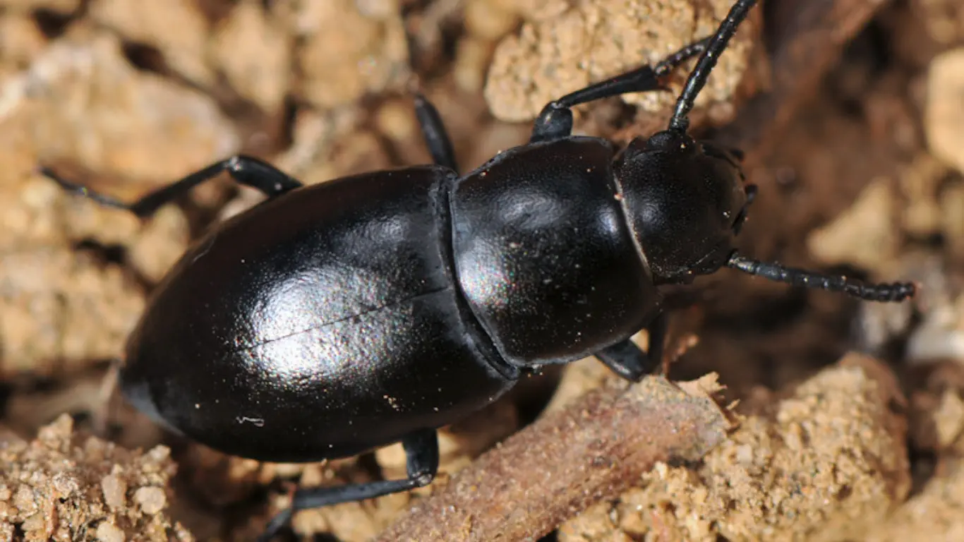 Özbek ve Rus bilim insanları 7 yeni böcek türünü keşfetti