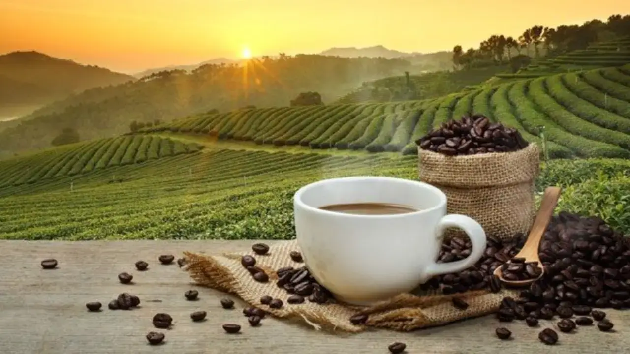 Эрталабги қаҳва саломатликка фойдали экани аниқланди