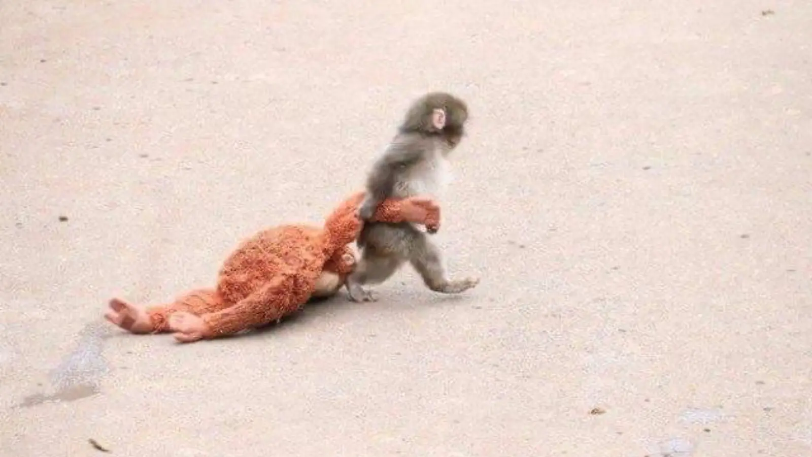 Онасиз қолган маймун боласи интернет юлдузига айланмоқда...