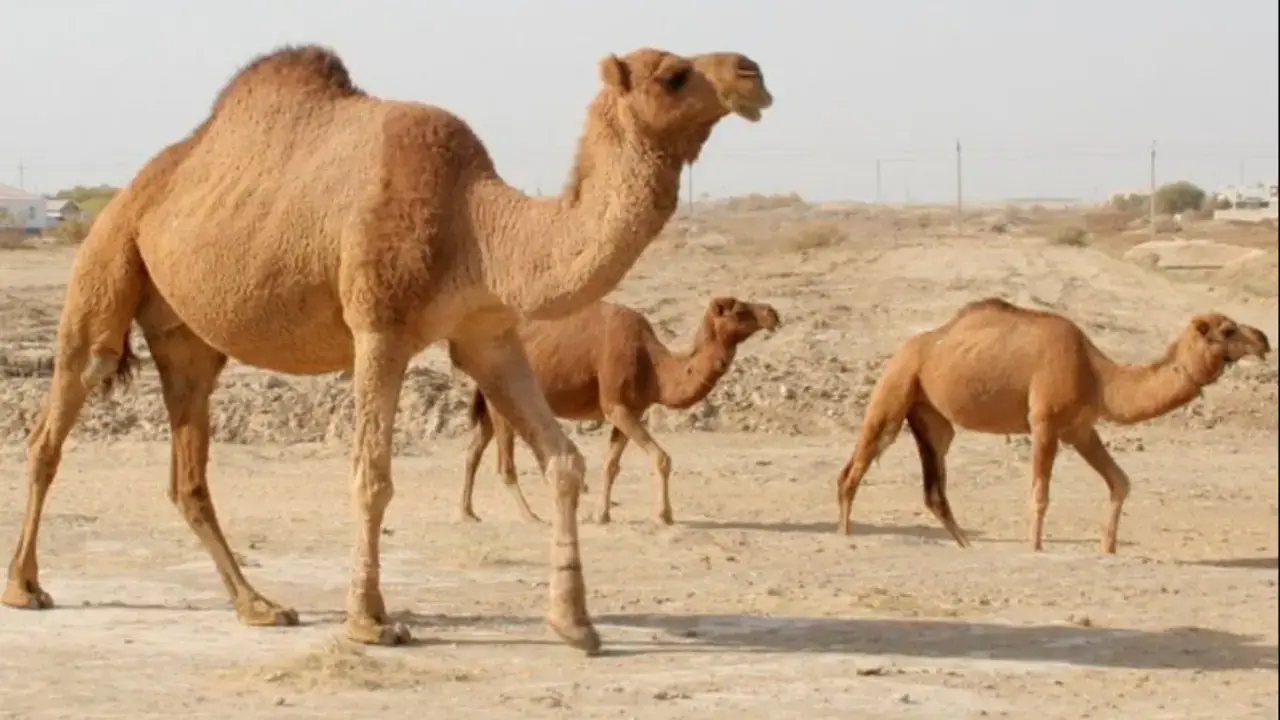 Саудия Арабистонида туяларни рўйхатга олиш тизими жорий қилинди