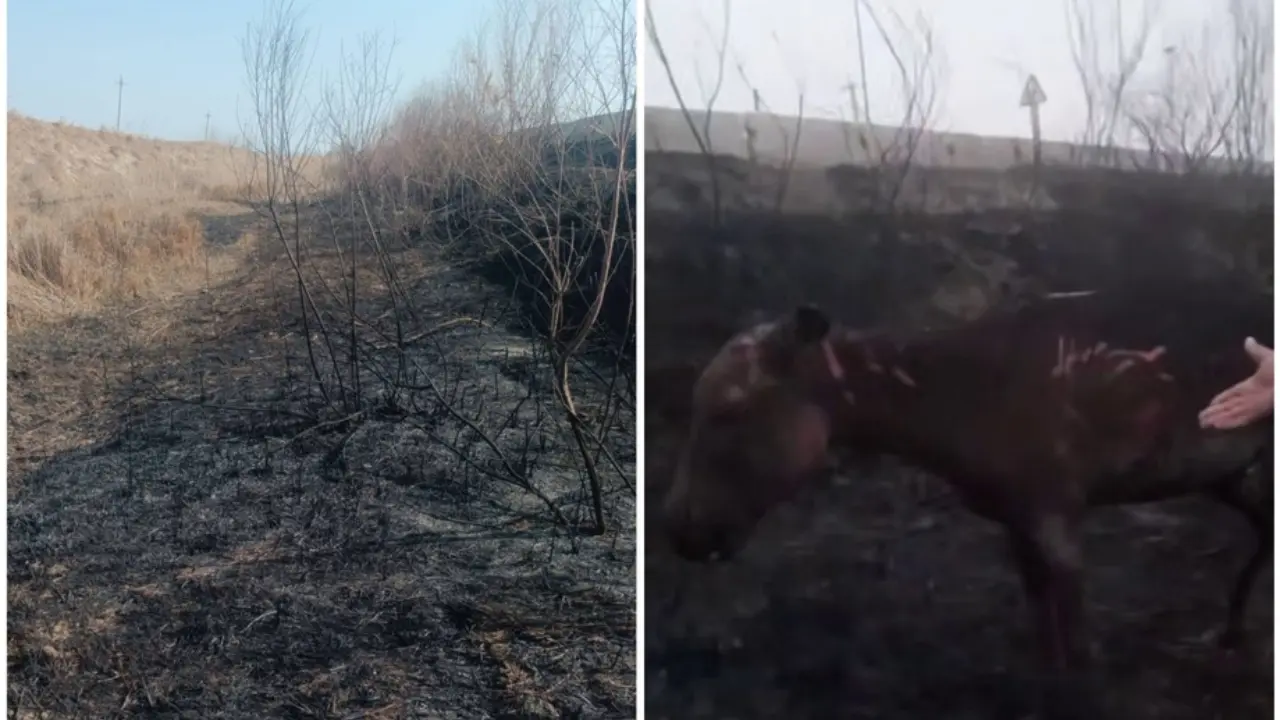 Ужас в Каракуле: разыскивается человек, сжигавший осла заживо