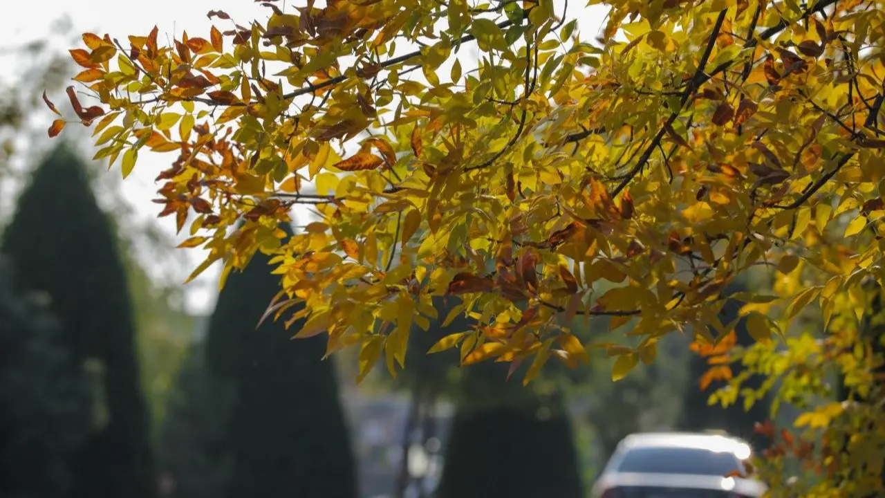 Февралда континентал иқлим илиқлик олиб келди