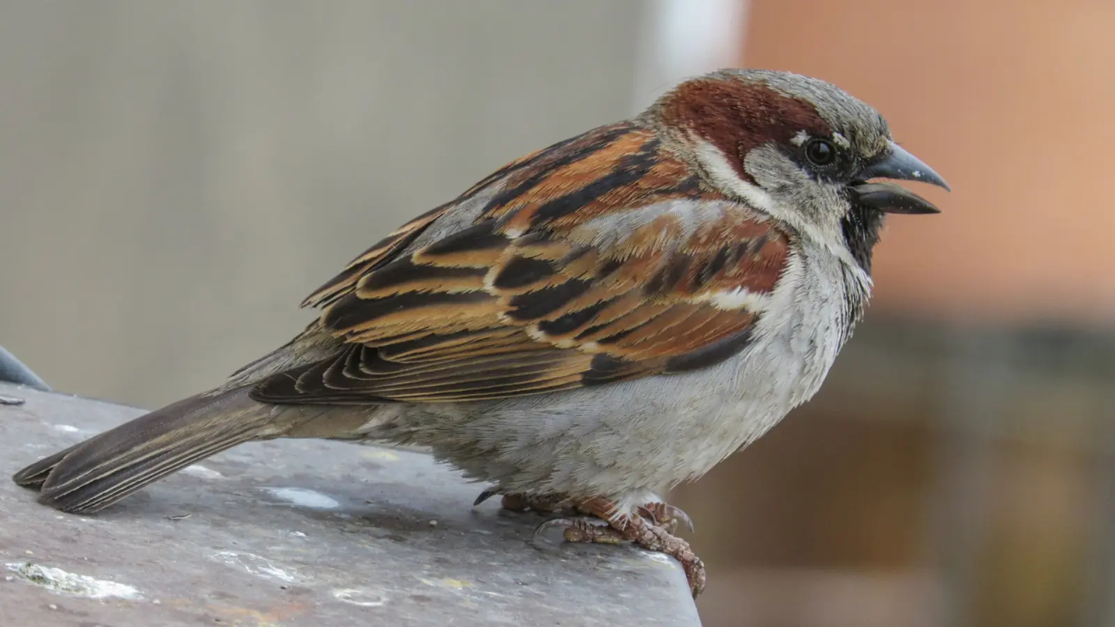 Городские воробьи набирают вес из-за фастфуда: новая тревога в природе