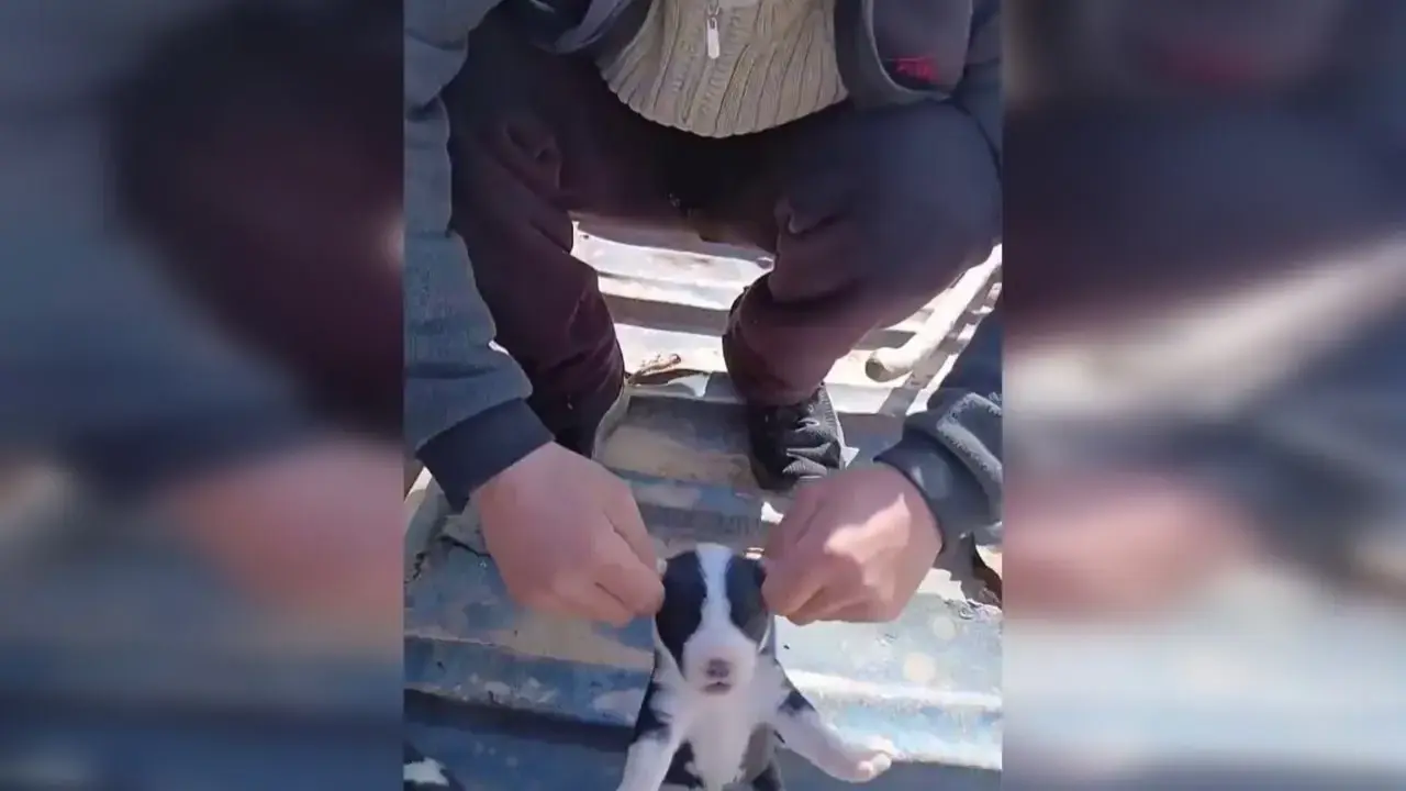 Surxondaryoda it bolalarini vahshiylarcha quloqlarini uzgan yigit qamaldi