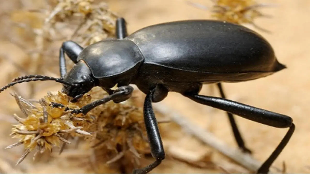 Какие новые виды жуков выявили ученые Узбекистана и России?