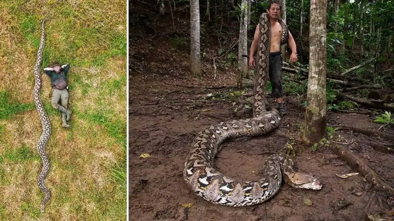In Indonesia, a 7.22-meter python officially became a world record