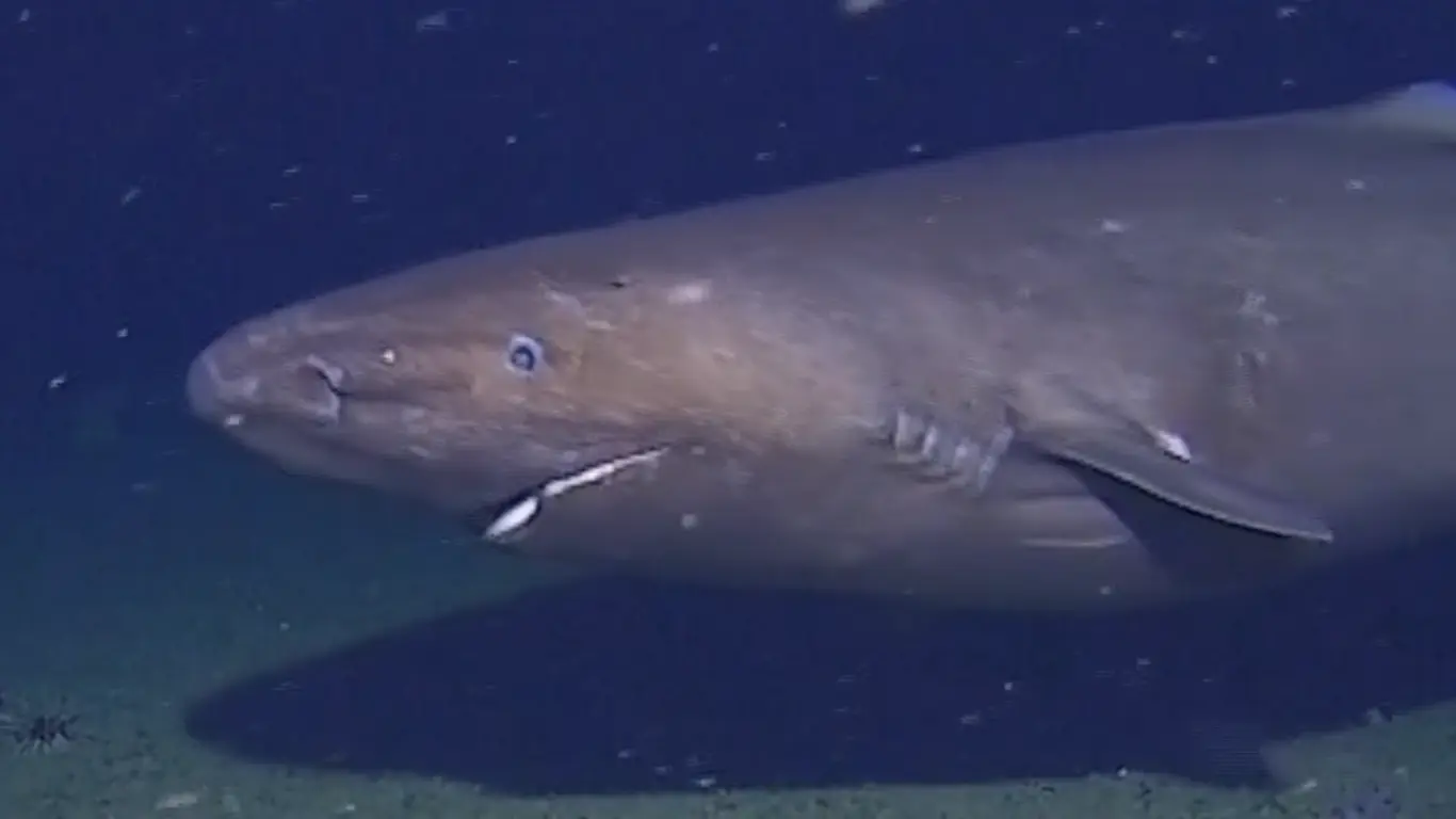 Large shark recorded in Antarctic waters for the first time