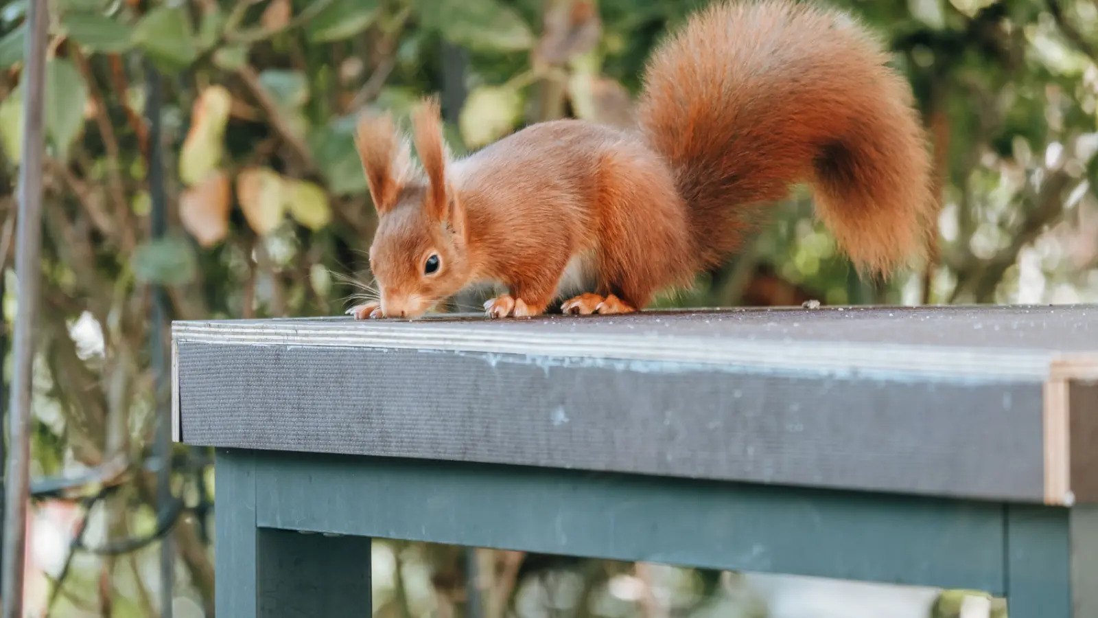 АҚШ-та тиін кемірген сымдар үйді күлге айналдырды