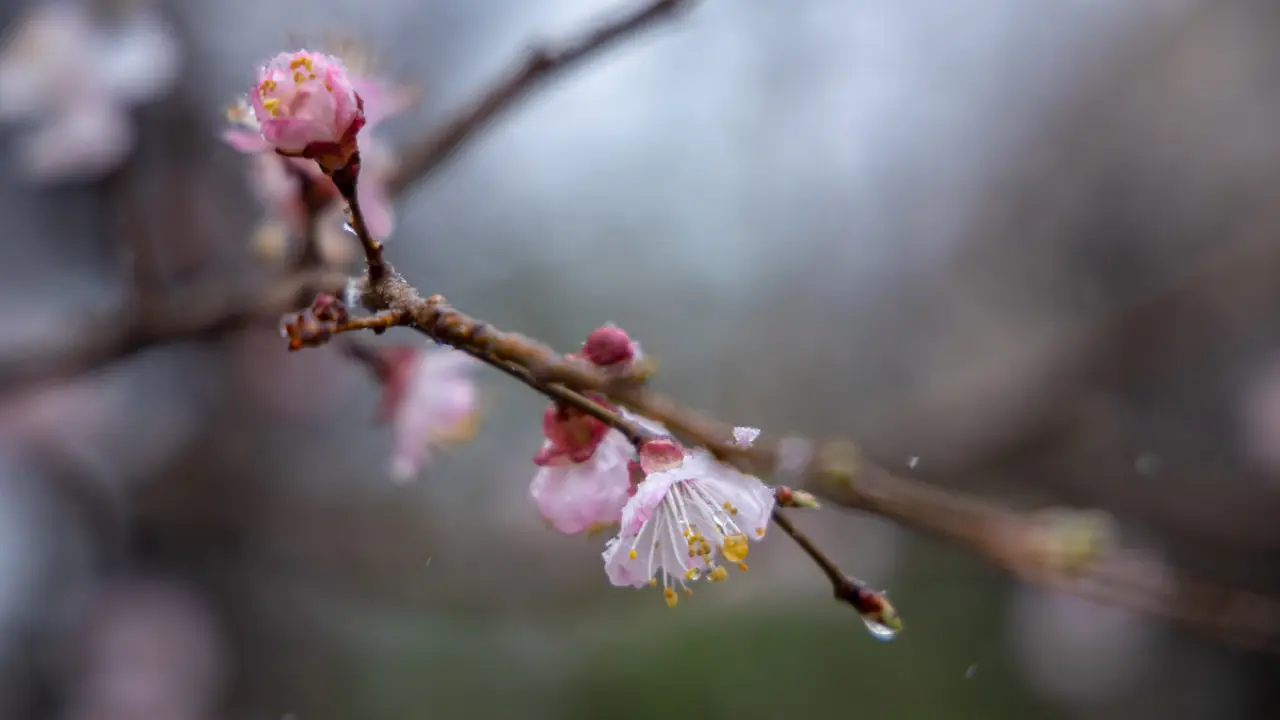 22 Şubat günü Özbekistan’da nasıl bir hava bekleniyor?
