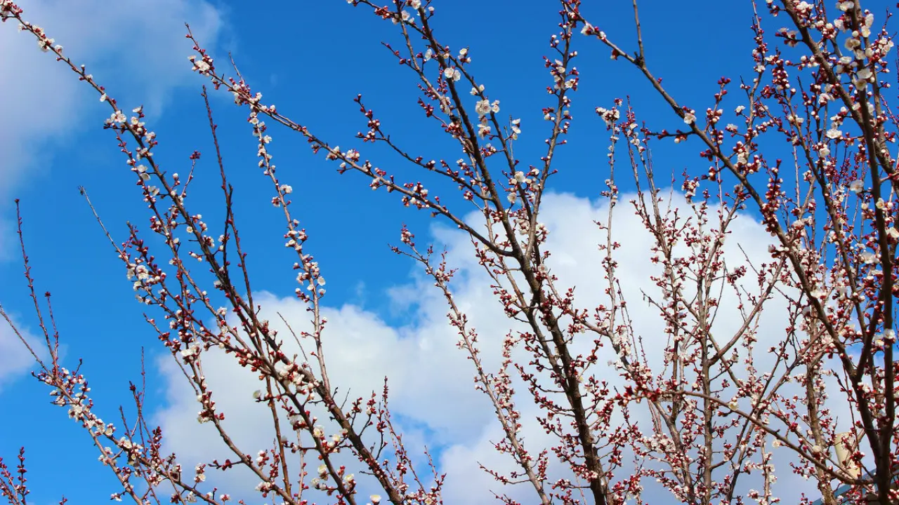 Какая будет температура в Узбекистане завтра, 18 марта: прогноз по всем областям