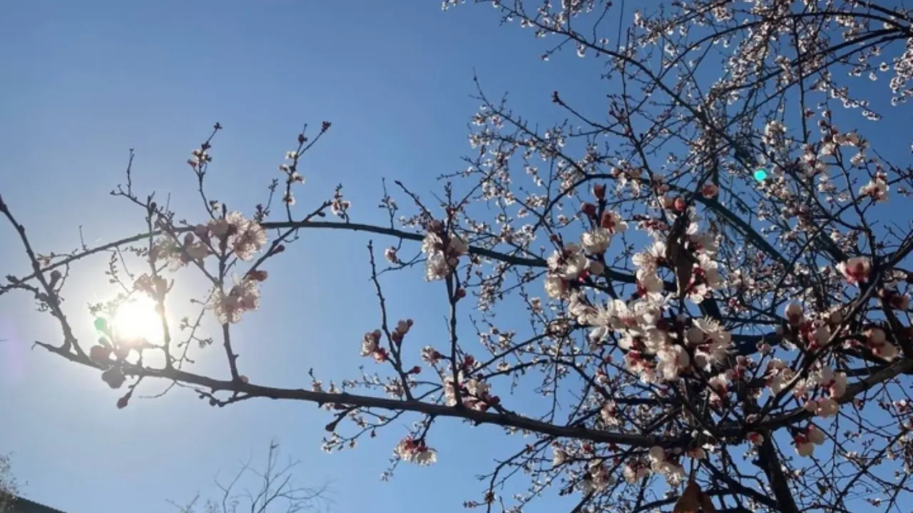 24 Mart’ta Özbekistan’da hava durumu: tüm bölgeler tahmini