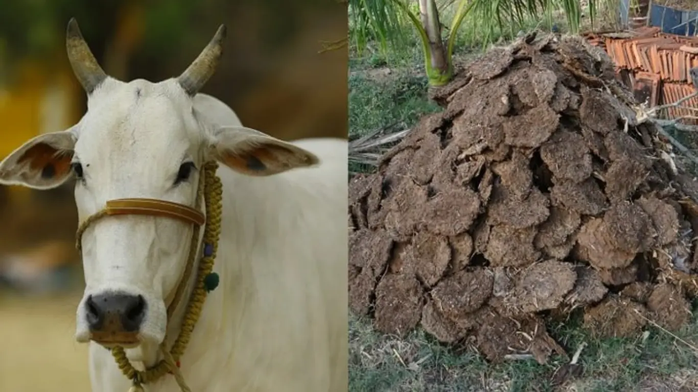 Against the backdrop of the Iran conflict, the demand for manure in India has sharply increased