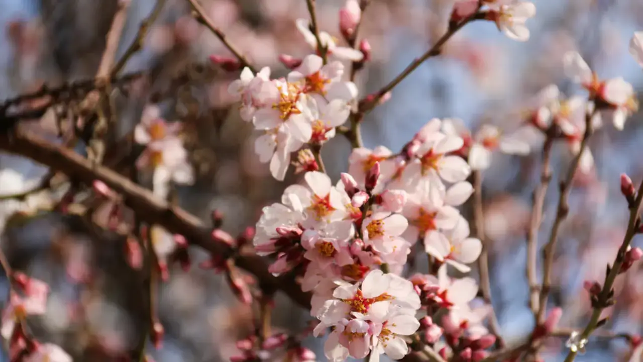 1 Mart’ta bahar gelecek mi yoksa kış gibi mi kalacak?