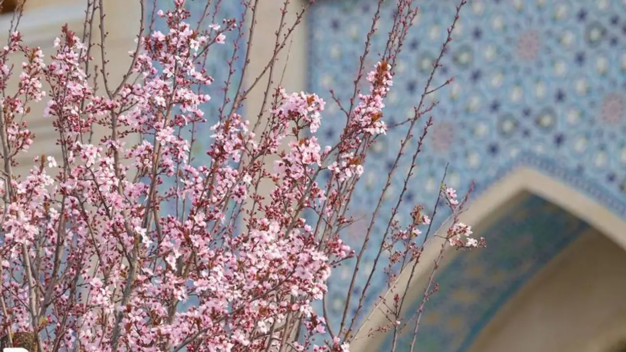 Spring breath is strengthening: what weather awaits us in Uzbekistan on March 14?