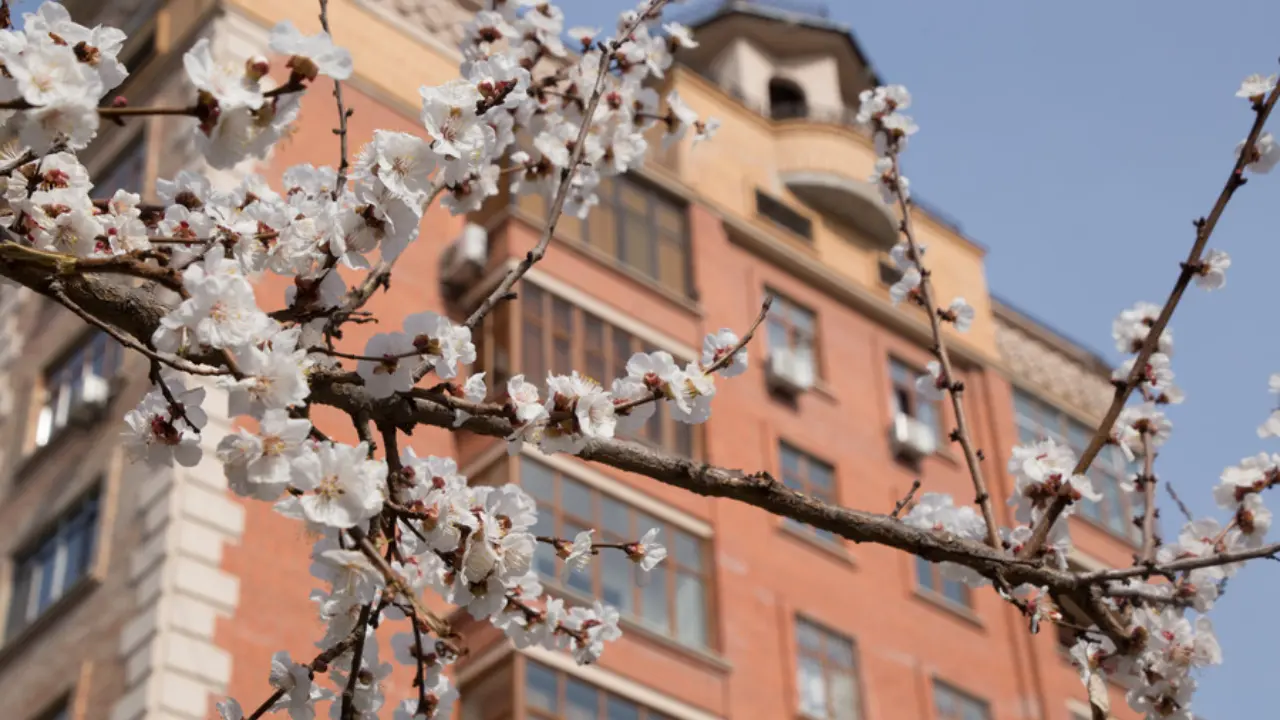 Эртадан ҳаво исиб, баҳор кайфияти келади