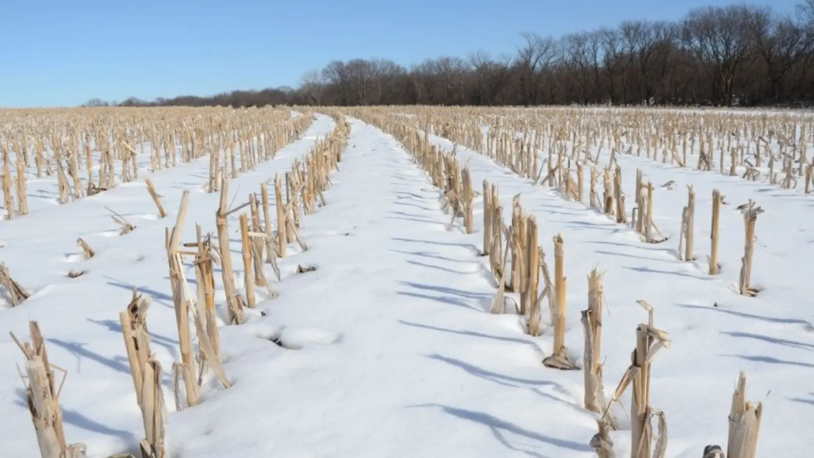 Ekinlarni qahraton sovuqdan asrash bo‘yicha muhim tavsiyalar