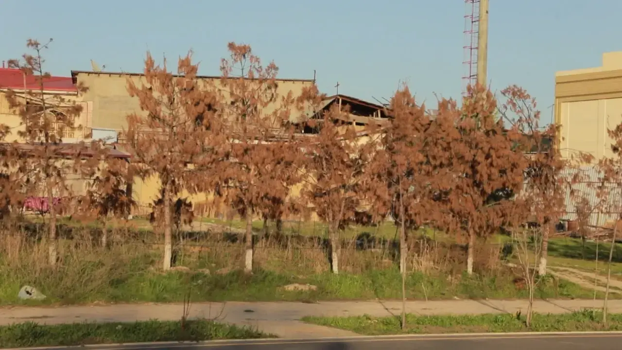107 Out of 108 illegally transplanted trees in Tashkent have died