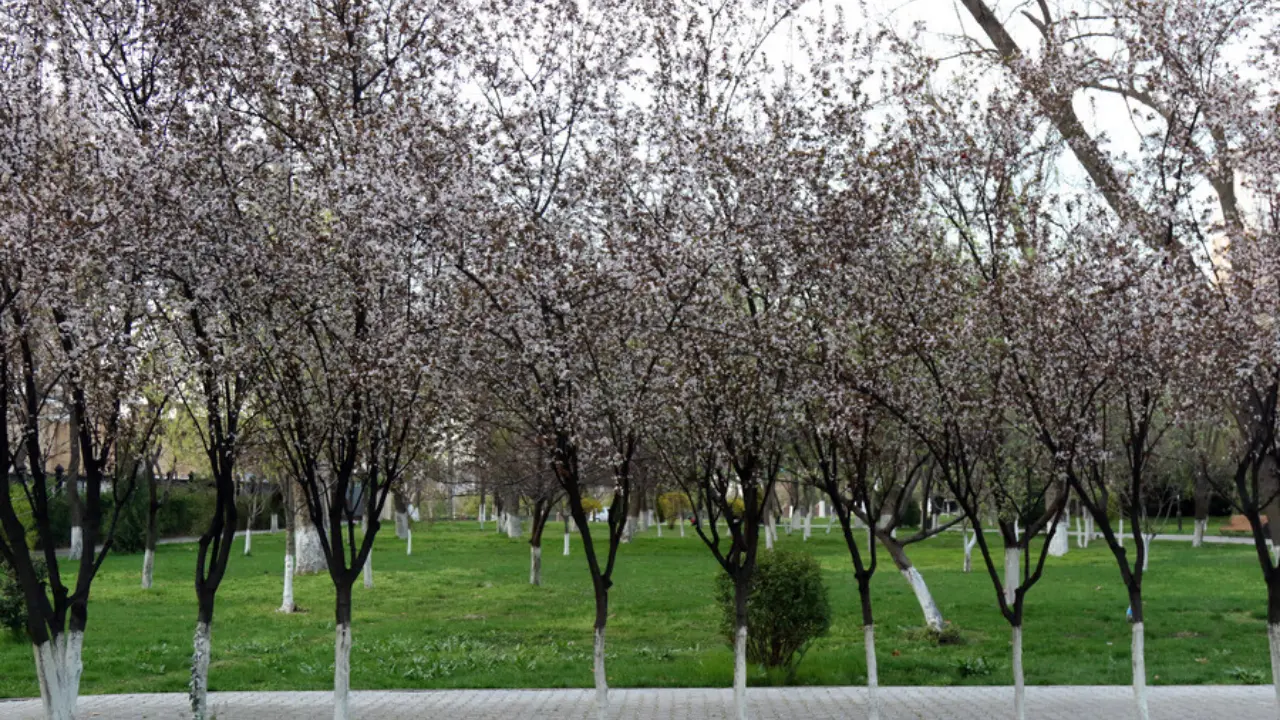 Апрель об-ҳавоси сюрпризларга тўла: иссиқми ёки кутилмаган совуқ?