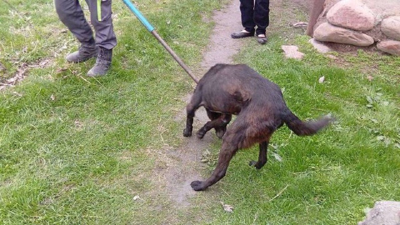 В Ангрене поймали собаку, ставшую причиной смерти 8-летнего ребенка