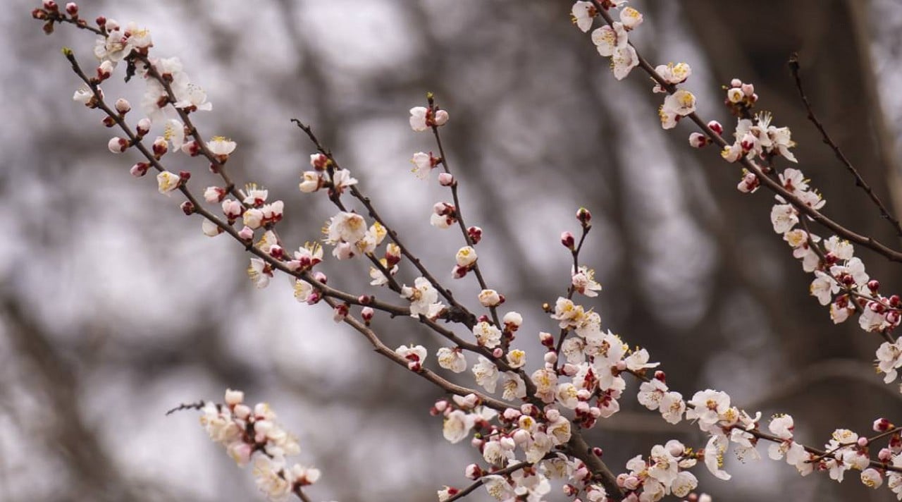 8 Наурызға ауа райы болжамы