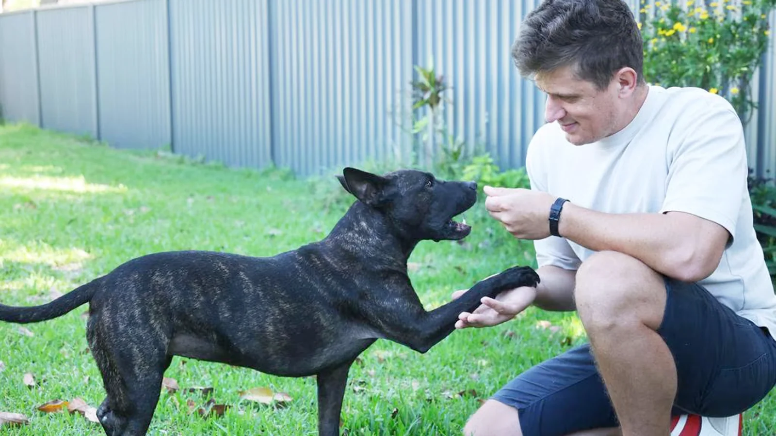 Сунъий интеллект итга саратонга қарши курашда ёрдам берди