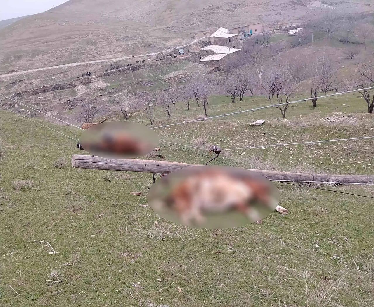 Жиззахда электр устунлари қулаши оқибатида учта сигирни ток урди