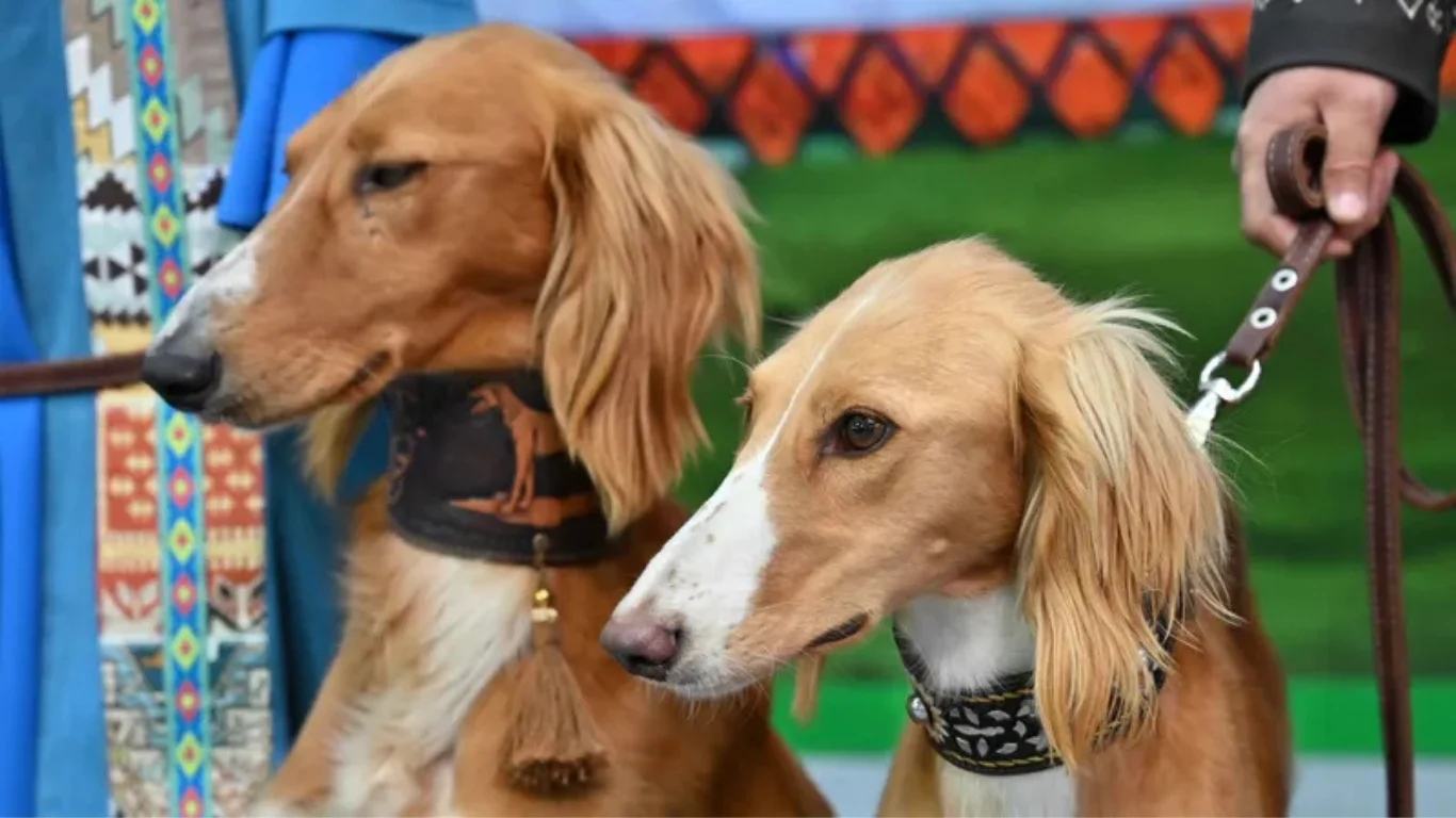 Noodatiy qaror: it zotlari uchun rasmiy bayram