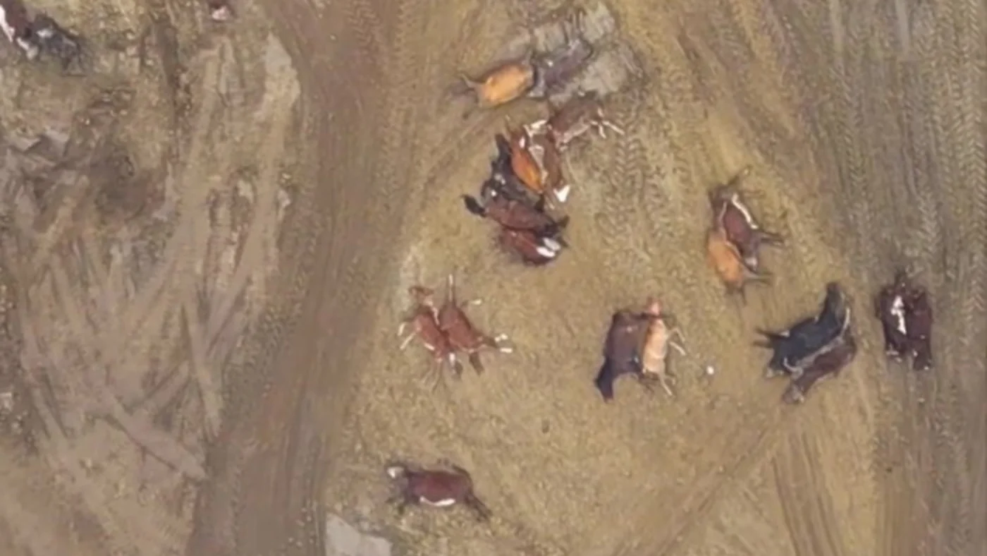 More than a hundred horses have died in Kazakhstan
