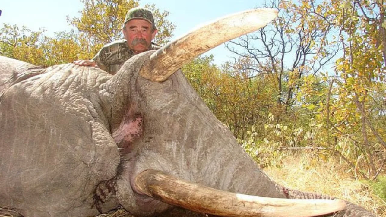 Піл шабуылы: америкалық миллионер-аңшыны таптап өлтірді