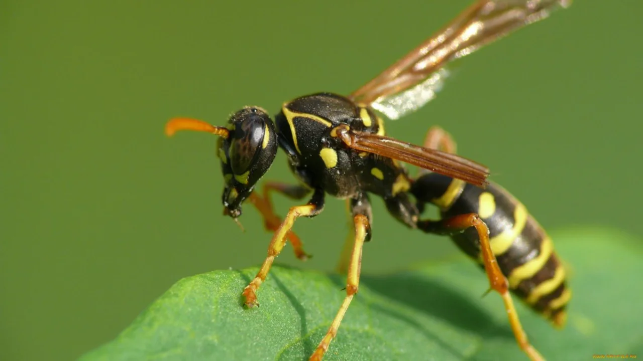 Avstriyada birgina ari samolyot parvozini bekor qildi