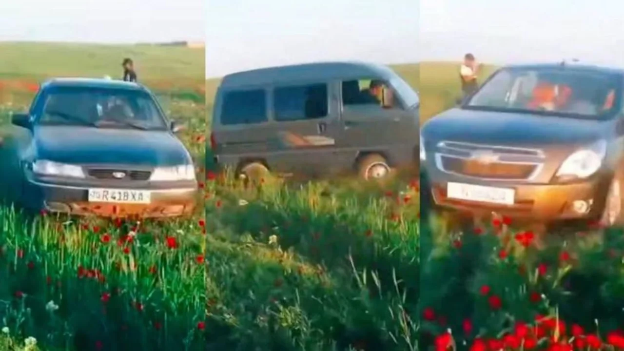 В Кашкадарье оштрафовали тех, кто уничтожил тюльпановое поле