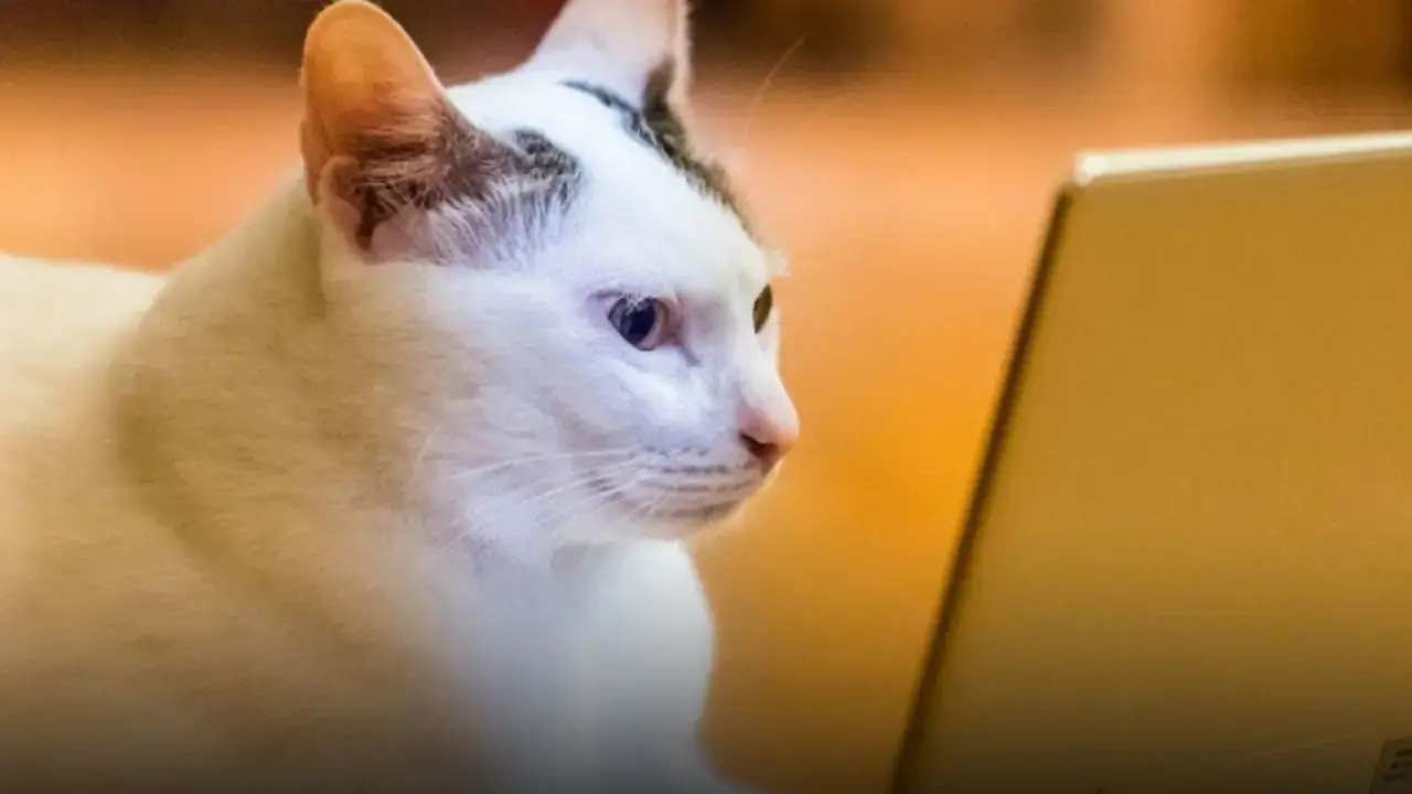 В Китае открылся новый телеканал для домашних животных