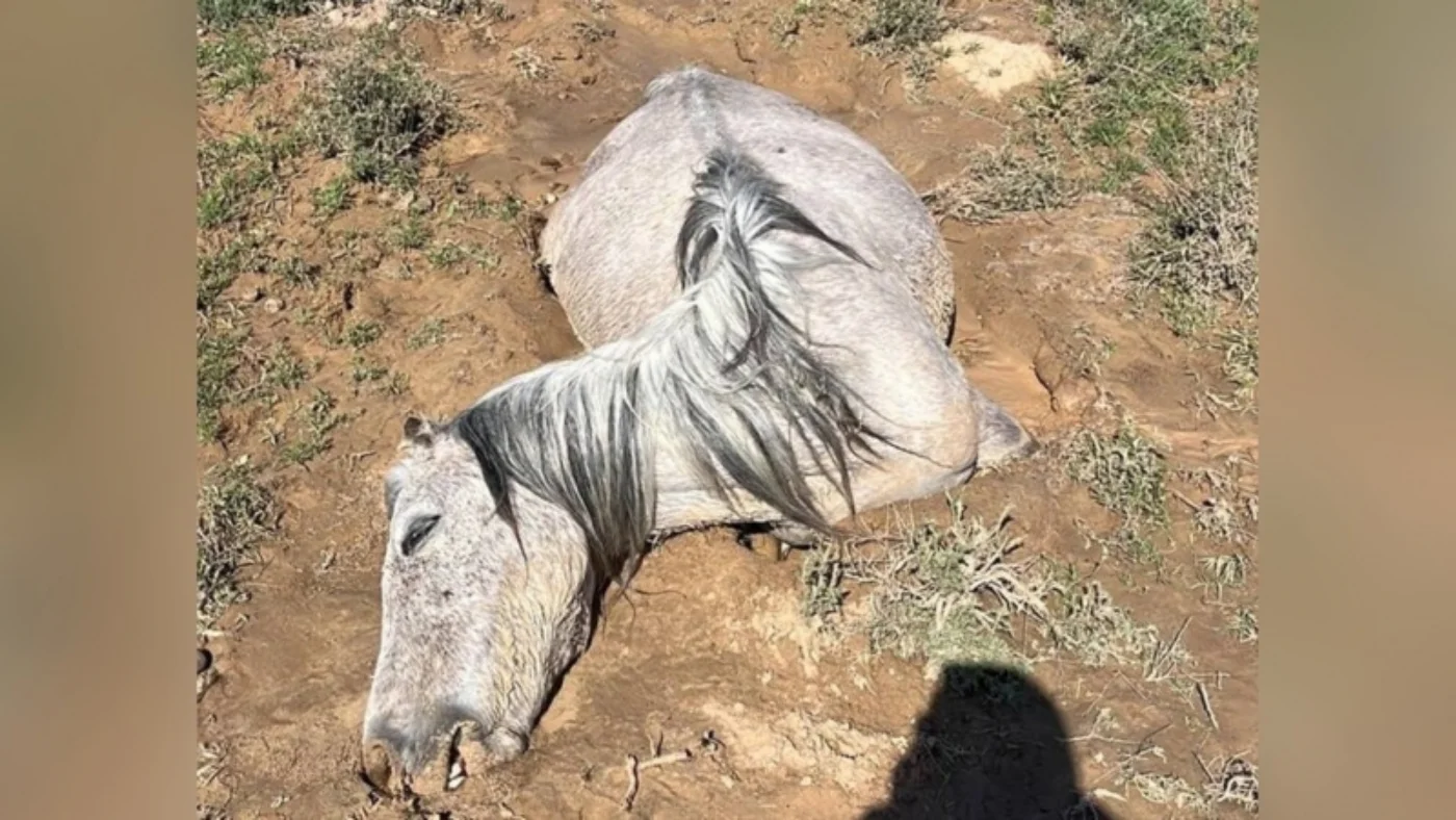 Қозоғистонда кучли ёғингарчилик сабаб 2 кунда 550 чорва нобуд бўлди