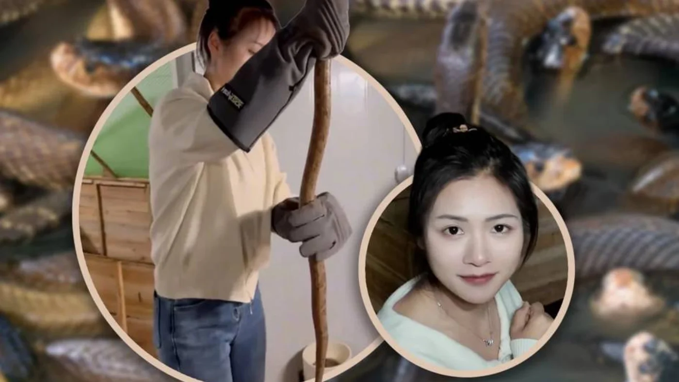 Китаянка содержит более 60 тысяч ядовитых змей