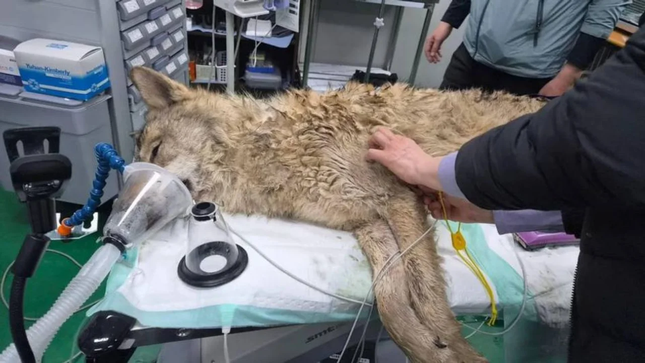 Оңтүстік Кореяда қашқан қасқыр 9 күннен кейін табылды