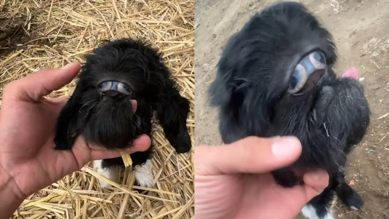 Unusual phenomenon in Kazakhstan: a one-eyed kid was born (video)