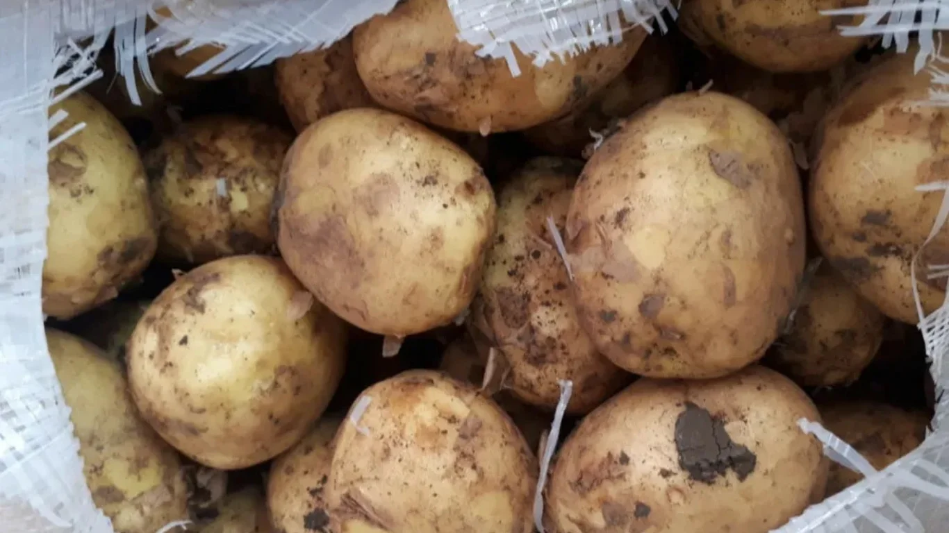 Ферғанада картоп арасына жасырылған есірткі әшкереленді