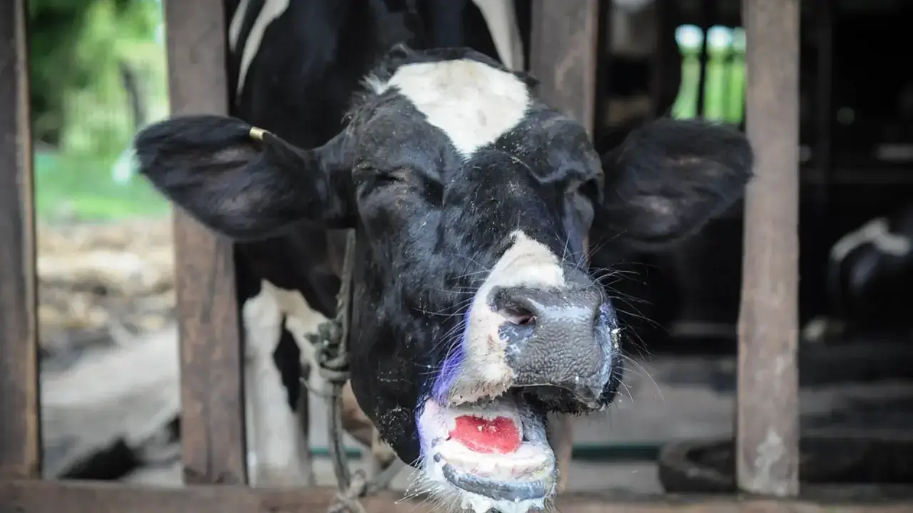 Қытайда анықталған жаңа вирус қаншалықты қауіпті?