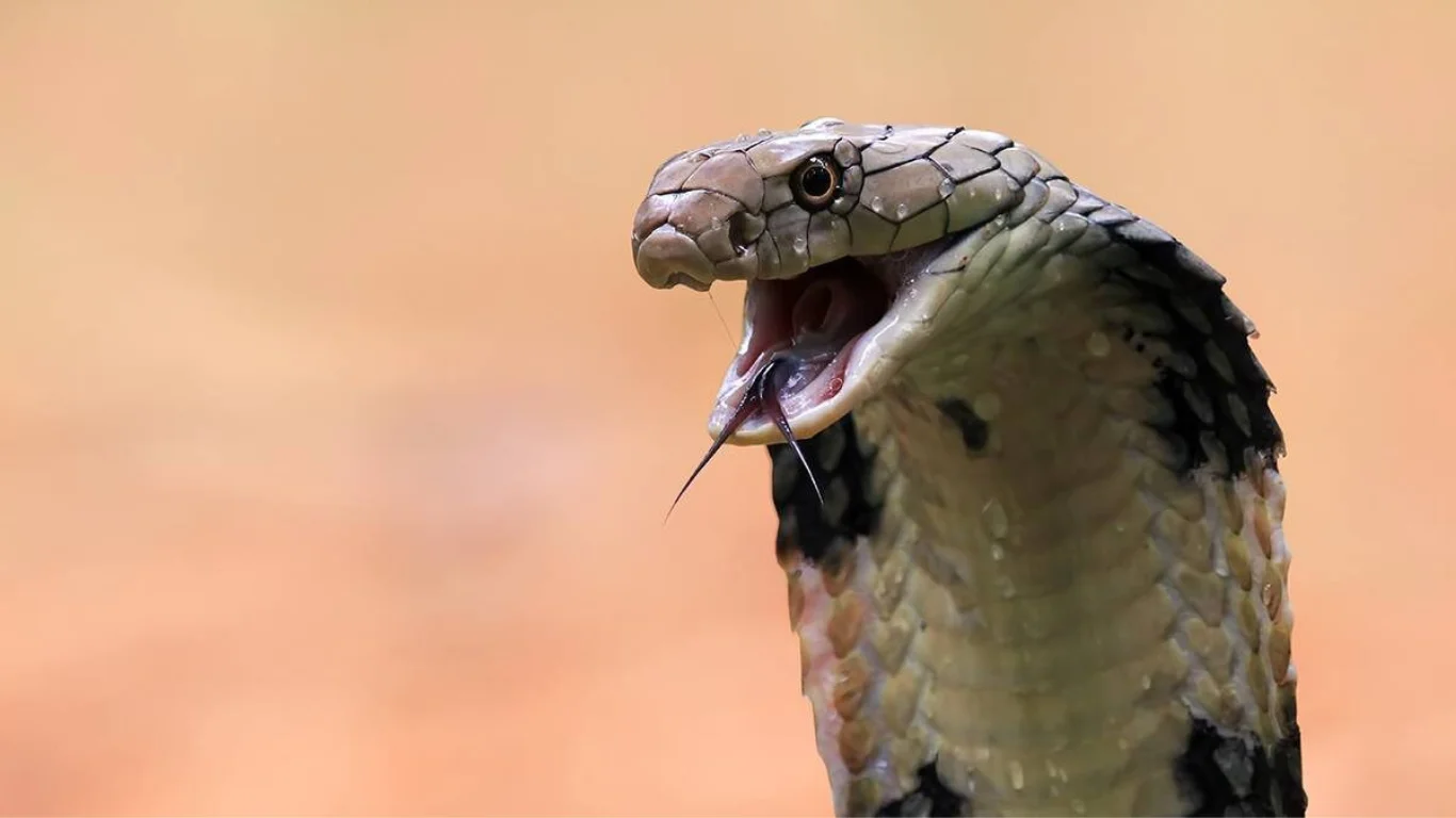 Хургадада фожиа: сайёҳни кобра чақиб ҳалок қилди