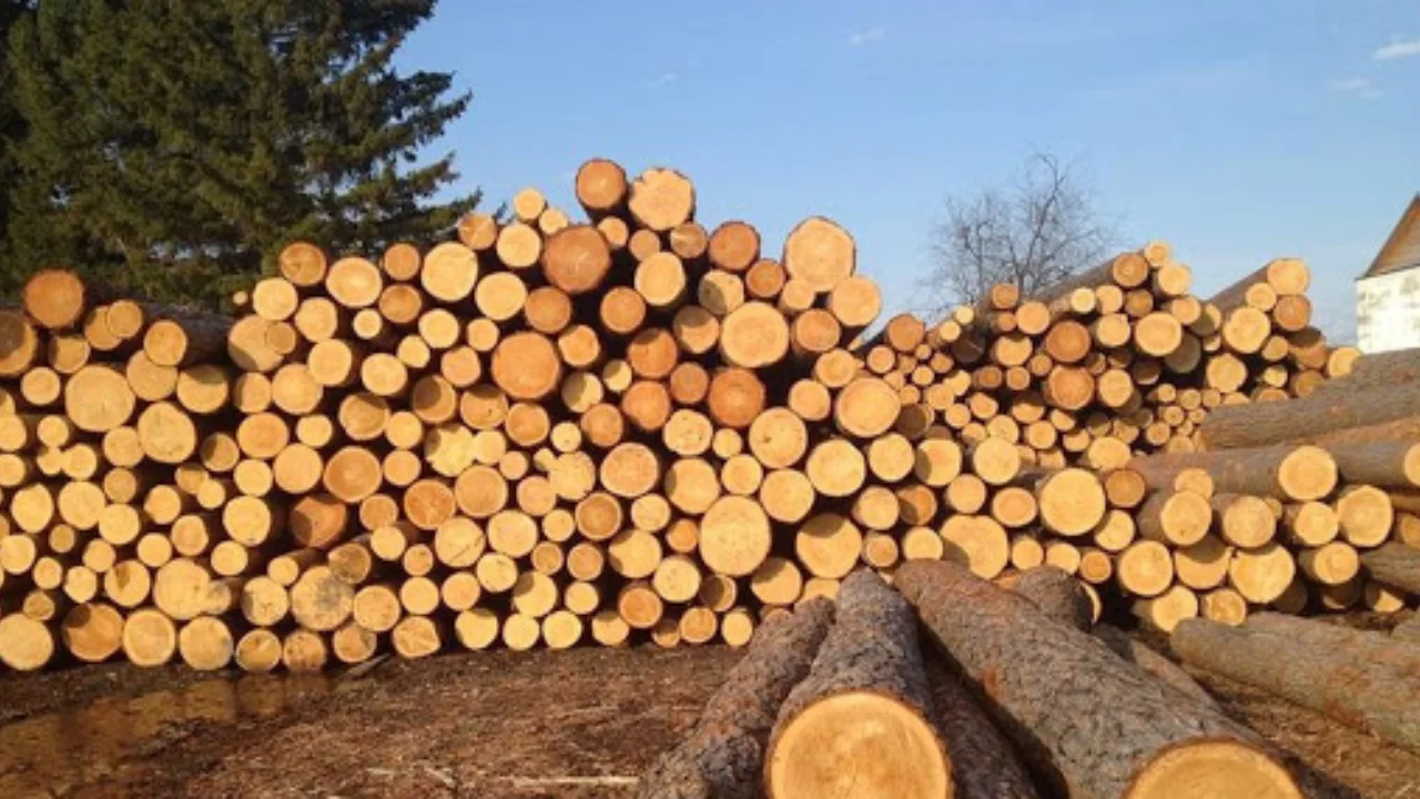 Katar'a ahşap tedarik etme maliyeti üç katına çıktı